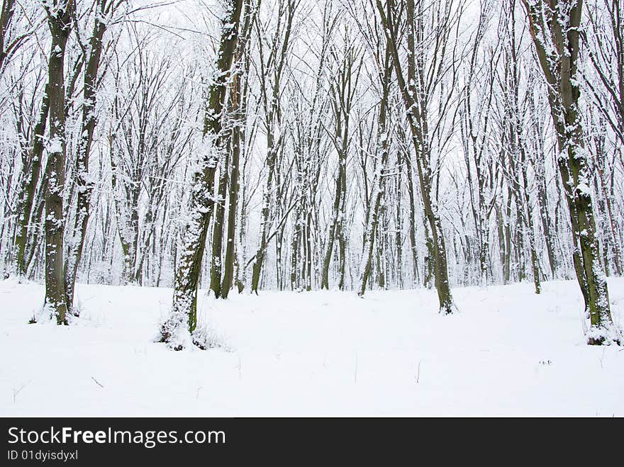 Winter Forest