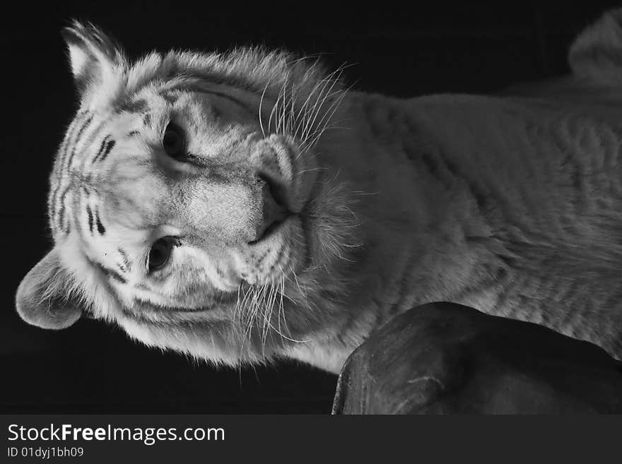 White tiger portrait close view