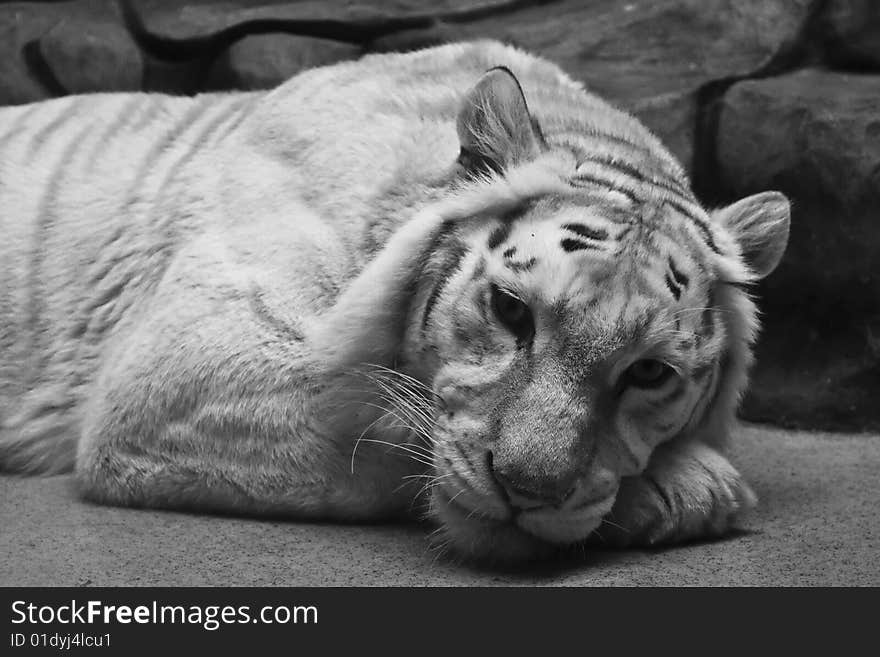 Laying white tiger close view portrait