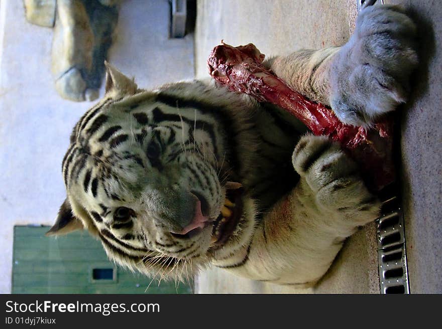 White tiger close view portrait white eating big juicy bone. White tiger close view portrait white eating big juicy bone