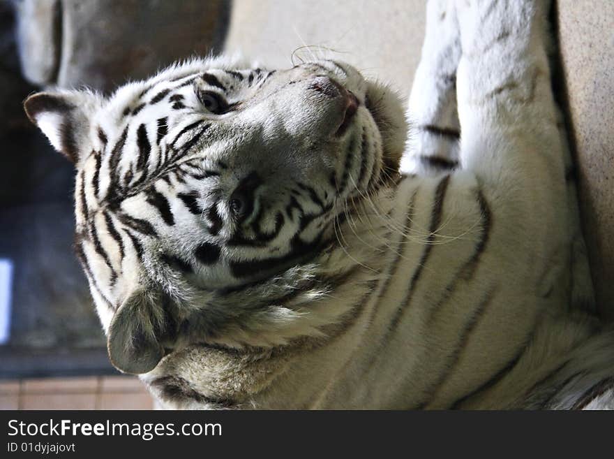 Laying white tiger close view portrait