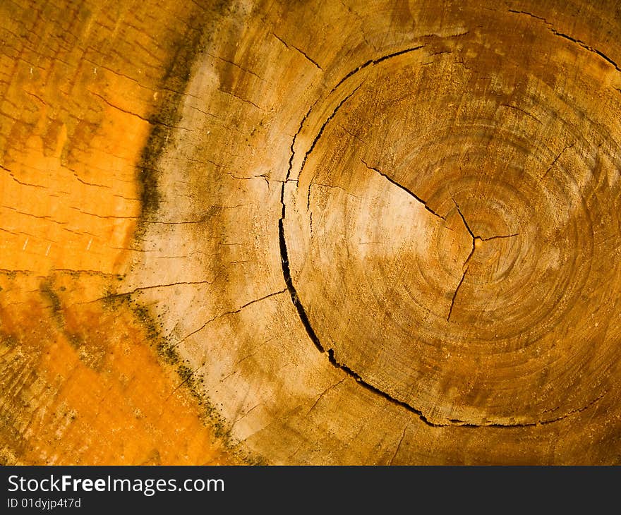 Cut Of A Tree Of Deciduous Breed