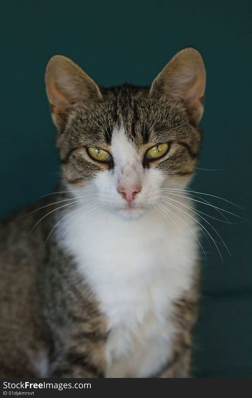 Brindle cat and his portrait. Brindle cat and his portrait