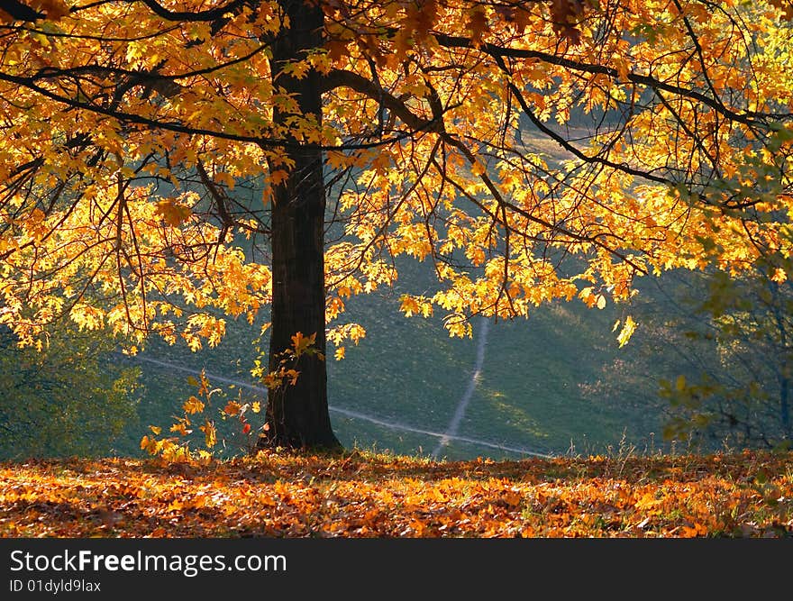 Autumn in the park on sunny day