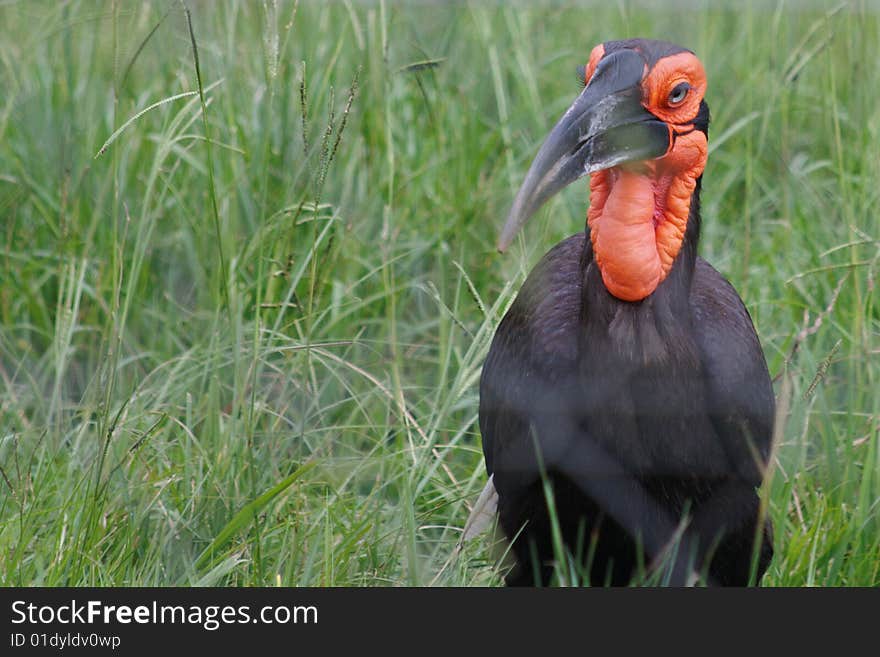 Male ground hornbill bucorvus leadbeateri foraging in grass