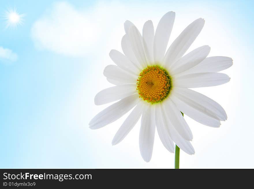 Camomile flower on blue