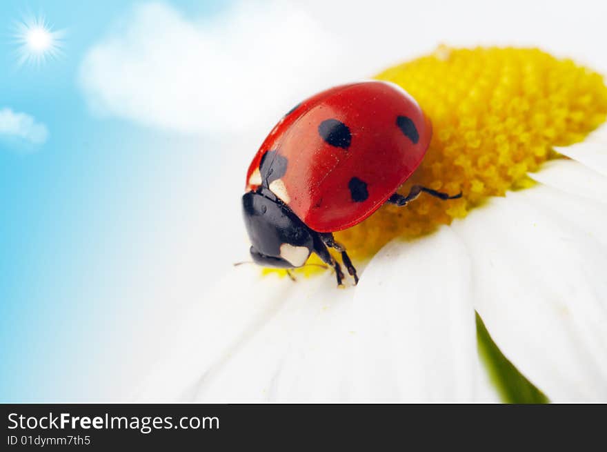 Ladybug on camomile flower