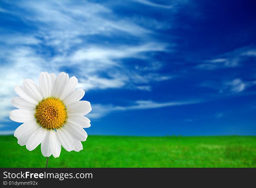 Camomile on field under blue sky with clouds. Camomile on field under blue sky with clouds