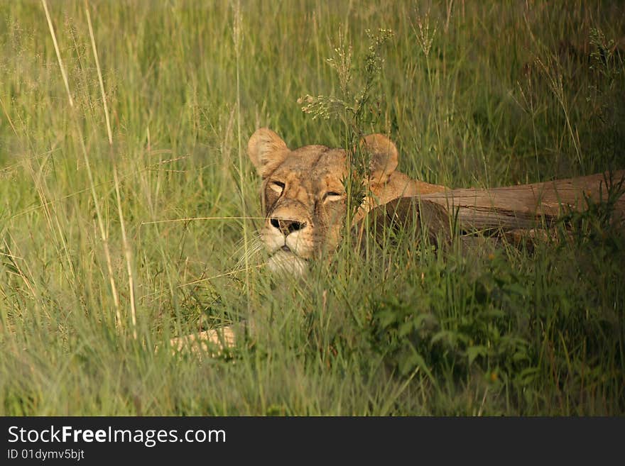 Female lioness laying in the grass against a fallen tree stump