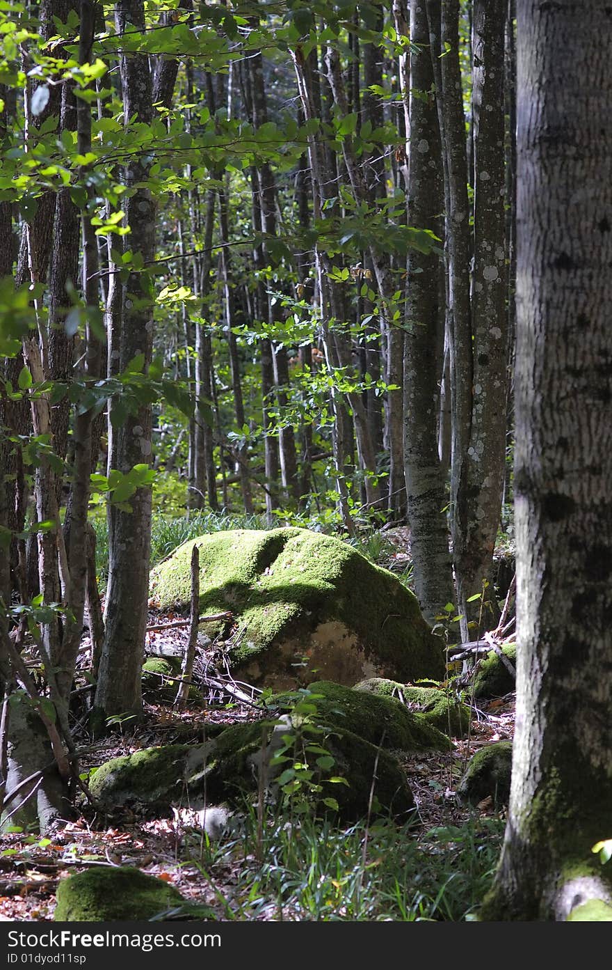 Green moss on the big rock in the summer forest. Green moss on the big rock in the summer forest.