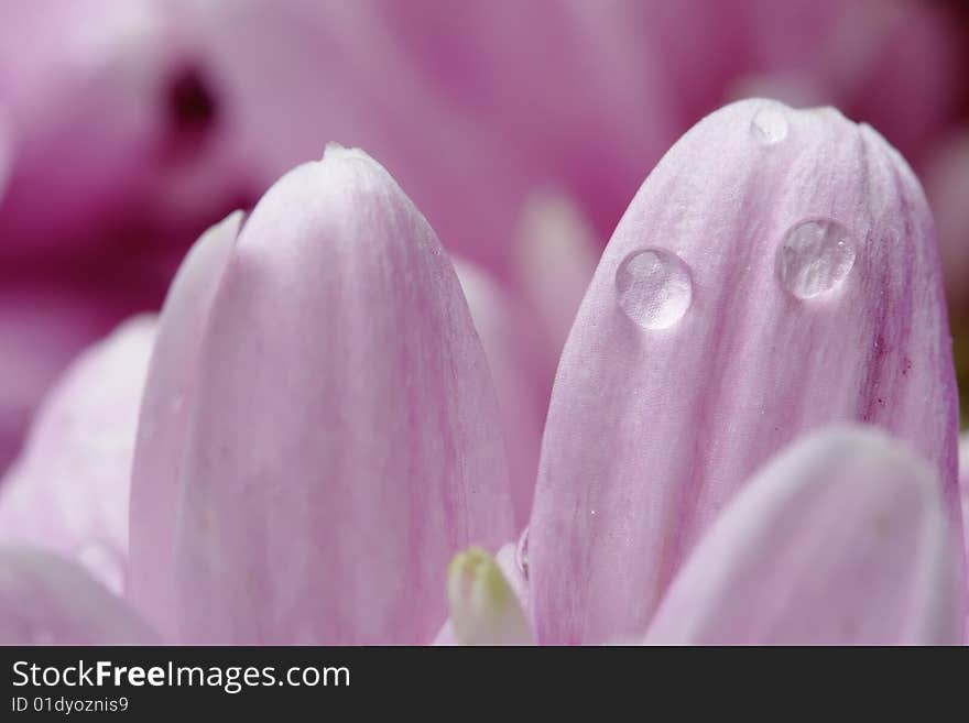 Pink chrysanthemum.