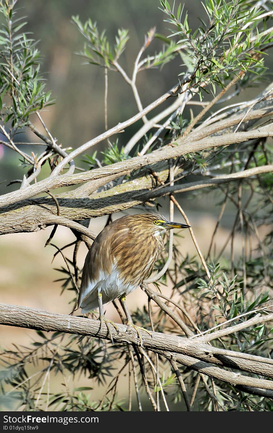 Black crowned heron sitting on the tree.