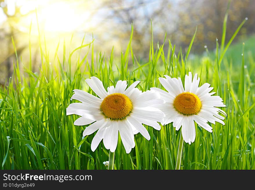 Two daisies on green grass background