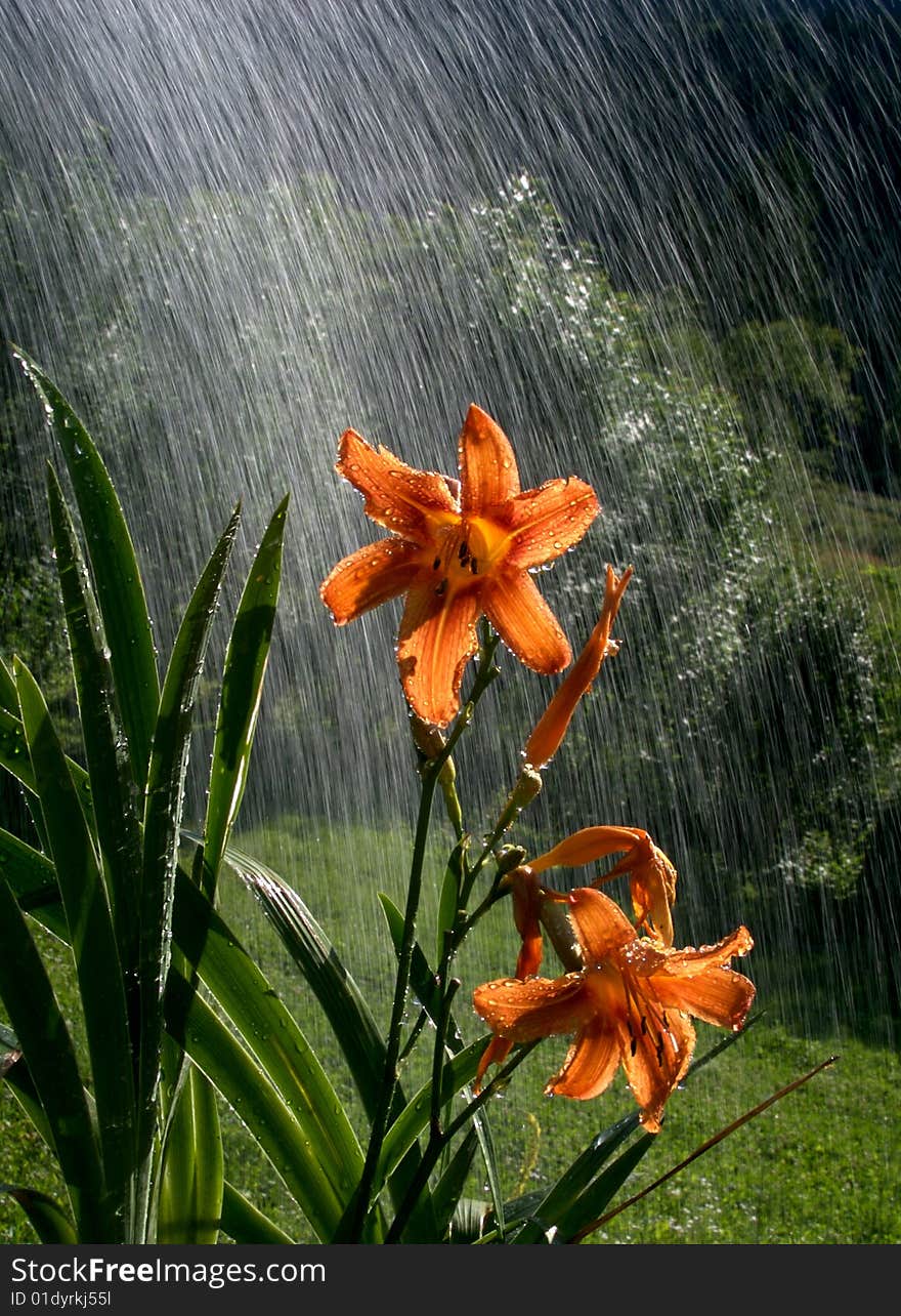 Lily in the rain