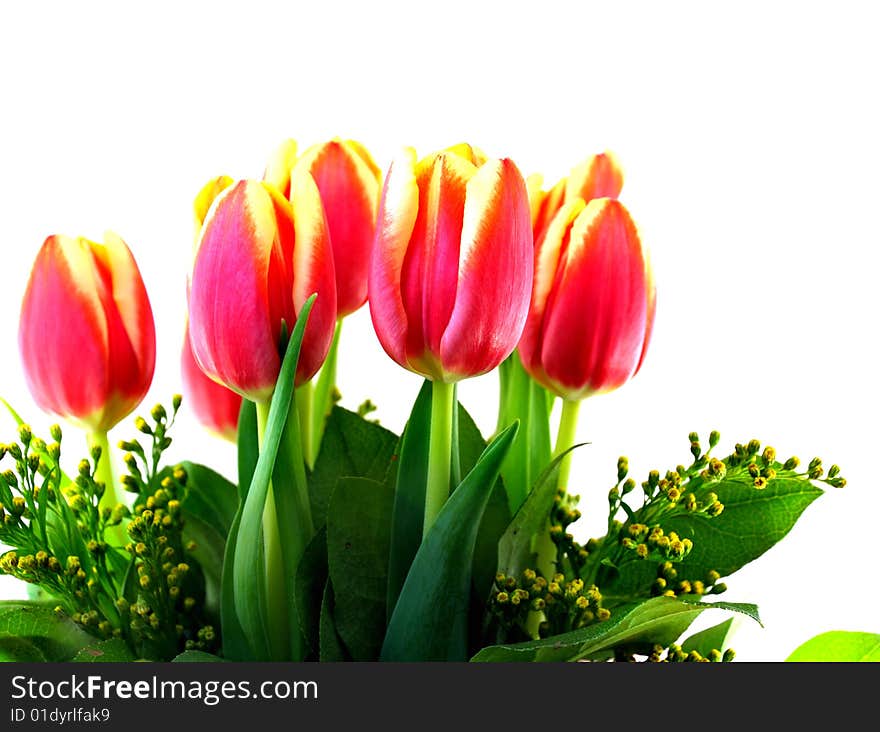 Bouquet red-yellow tulips on the white background