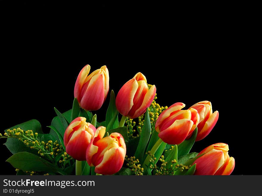 Red-yellow tulips on the black background