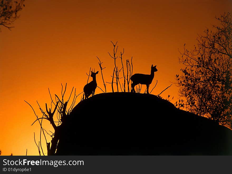 Two small antelopes on a rock while the sunsets in the background. Two small antelopes on a rock while the sunsets in the background