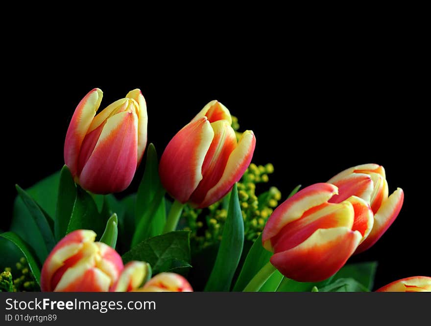 Red-yellow tulips on the black background