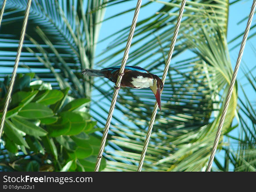 Kingfisher