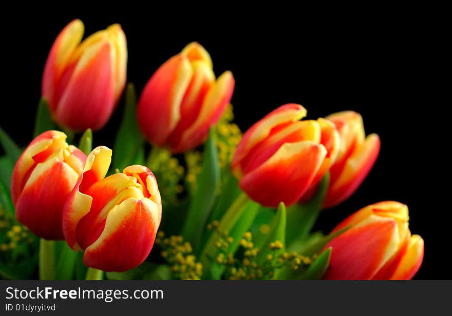 Red-yellow tulips on the black background