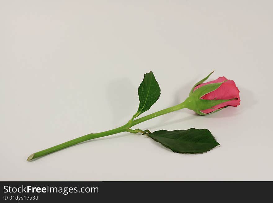 Single red and green valentines rose