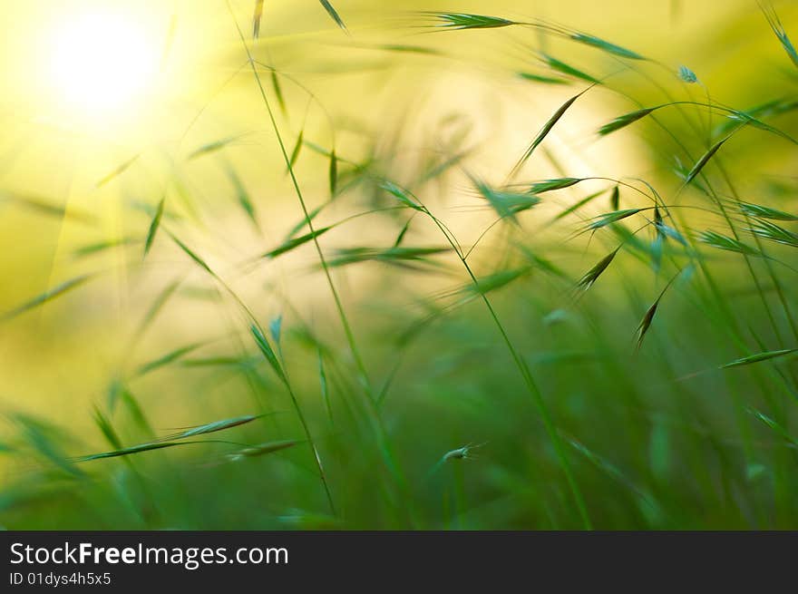 Green grass on sunset background