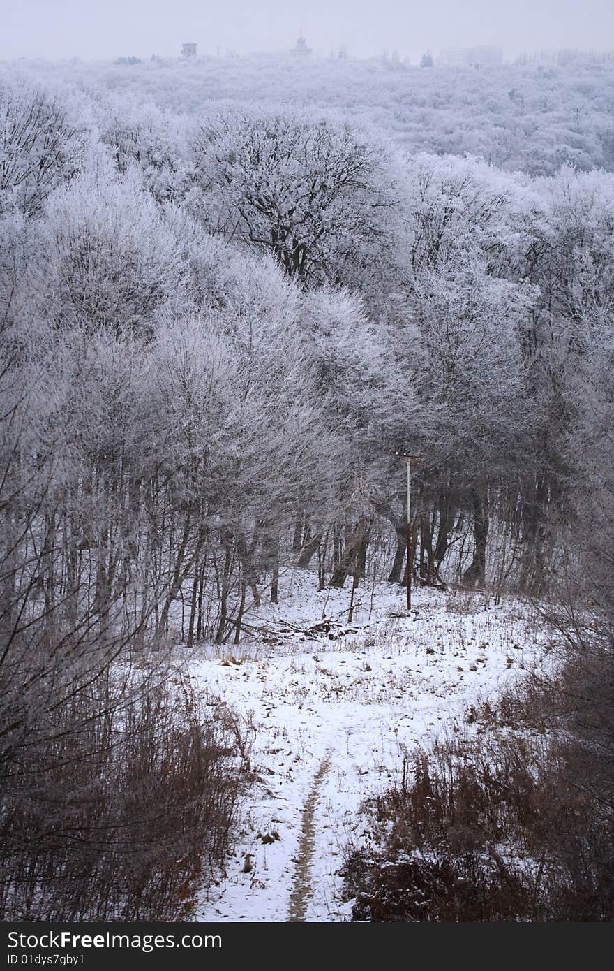 Winter forest in the snow