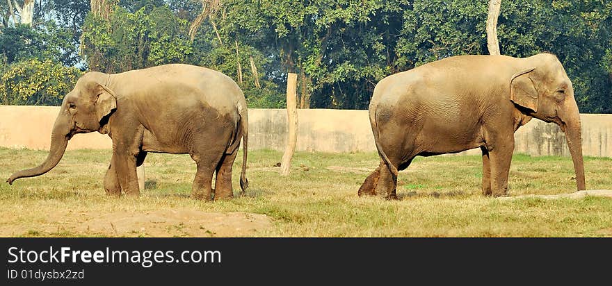 Asian elephants standing opposite to each other. Asian elephants standing opposite to each other.