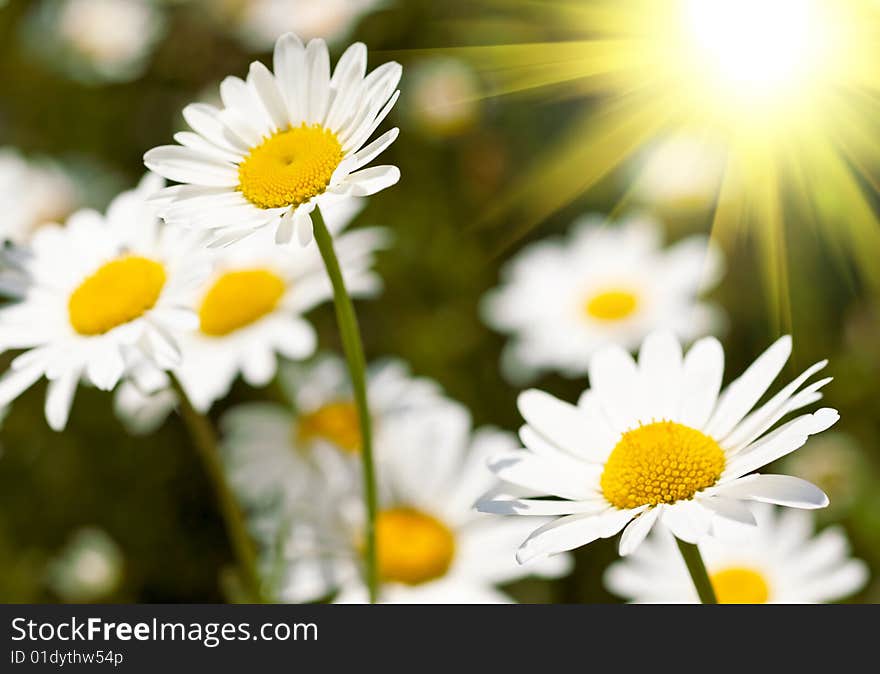 Camomile field and bright sun