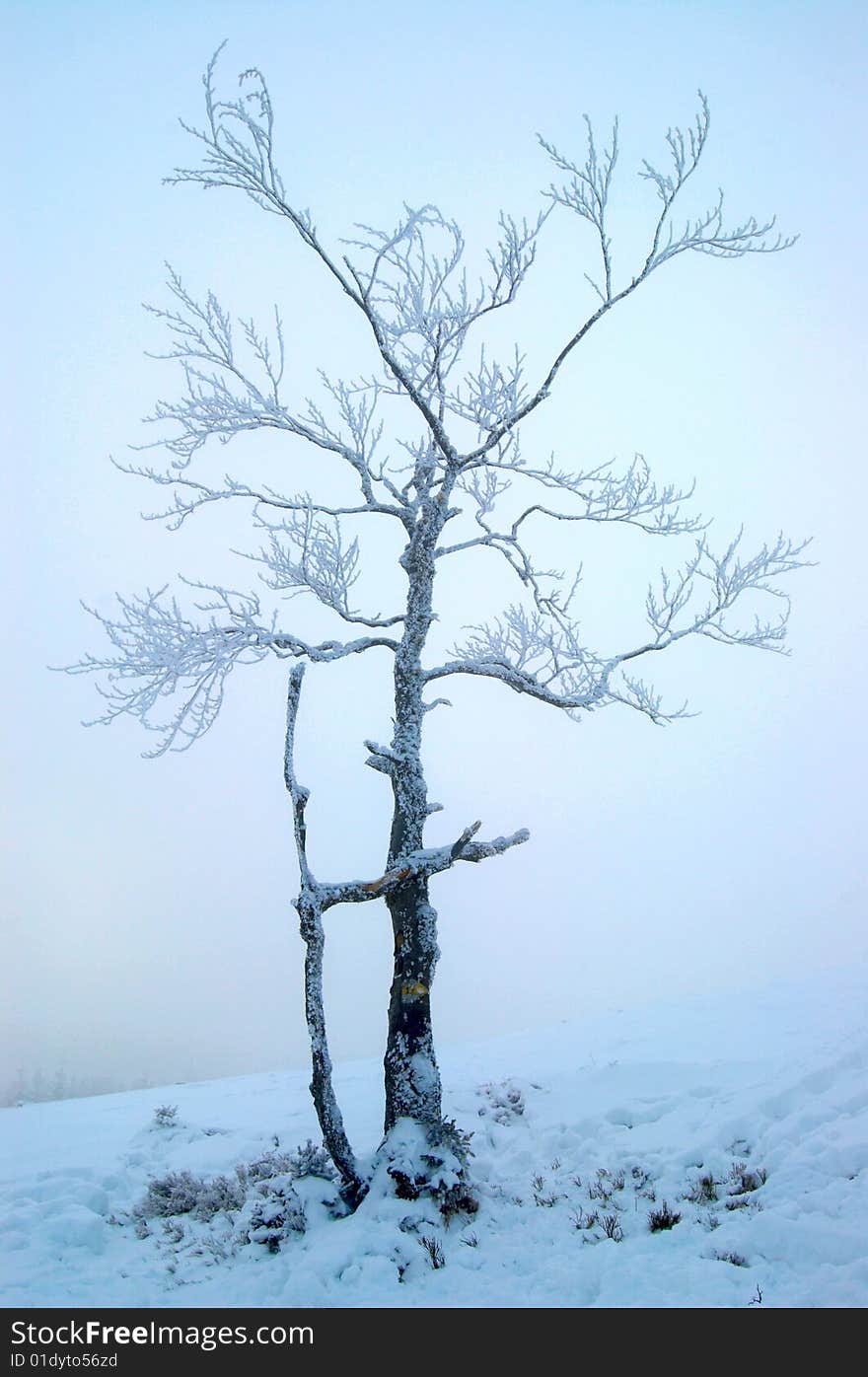 Snowy tree on misty background. Snowy tree on misty background