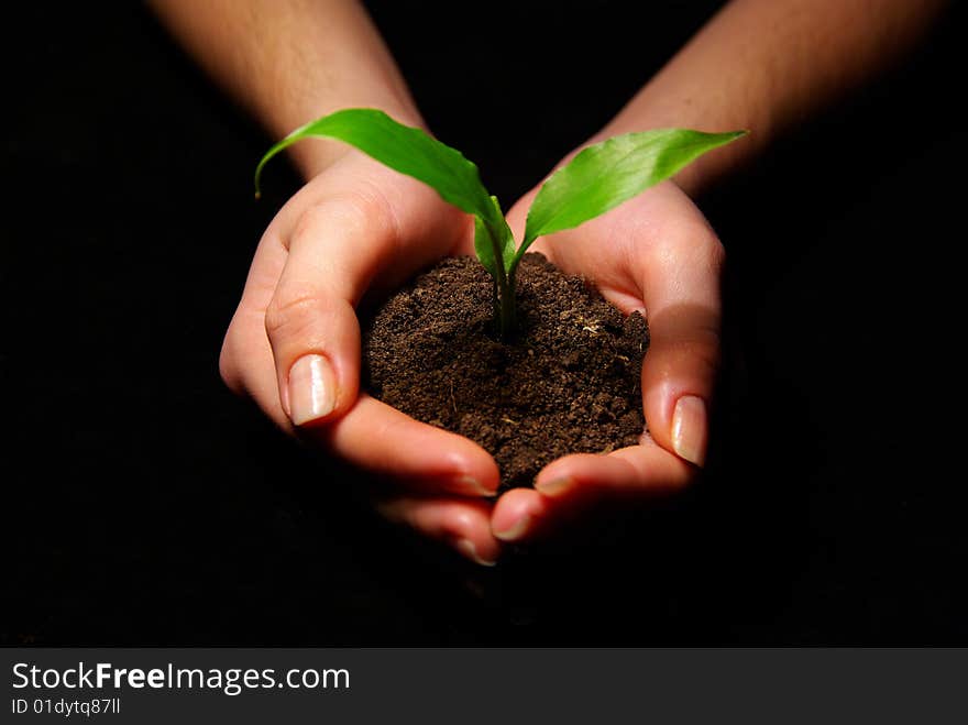 Hands holdings a little green plant on a black background