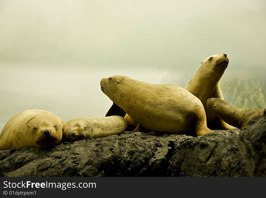 White Seals On Rock