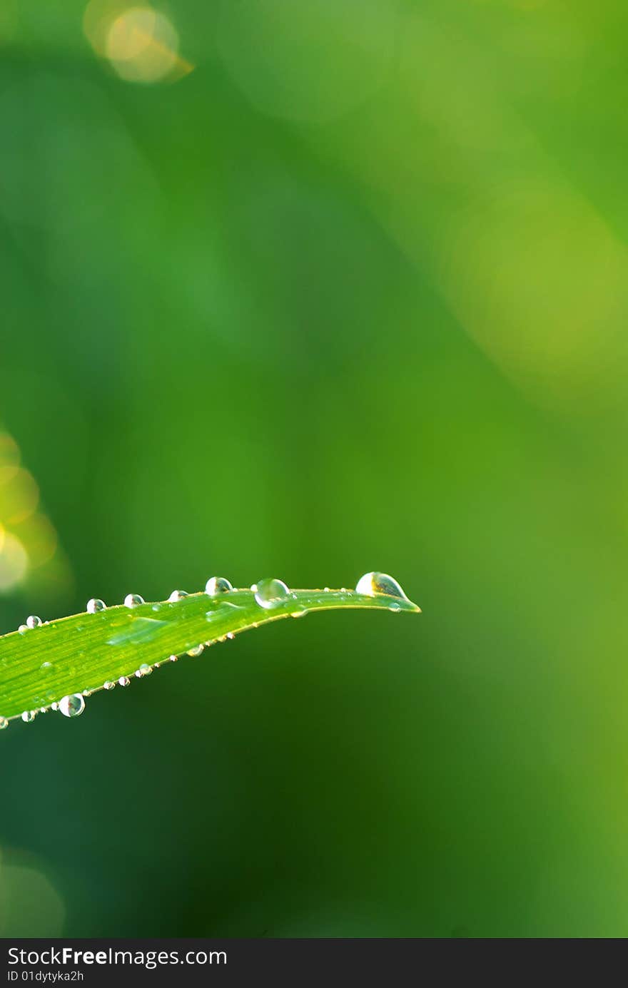 Drop on a blade of grass. Drop on a blade of grass