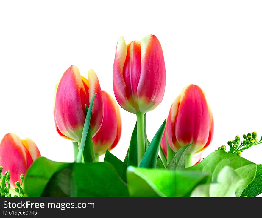 Bouquet red-yellow tulips on the white background