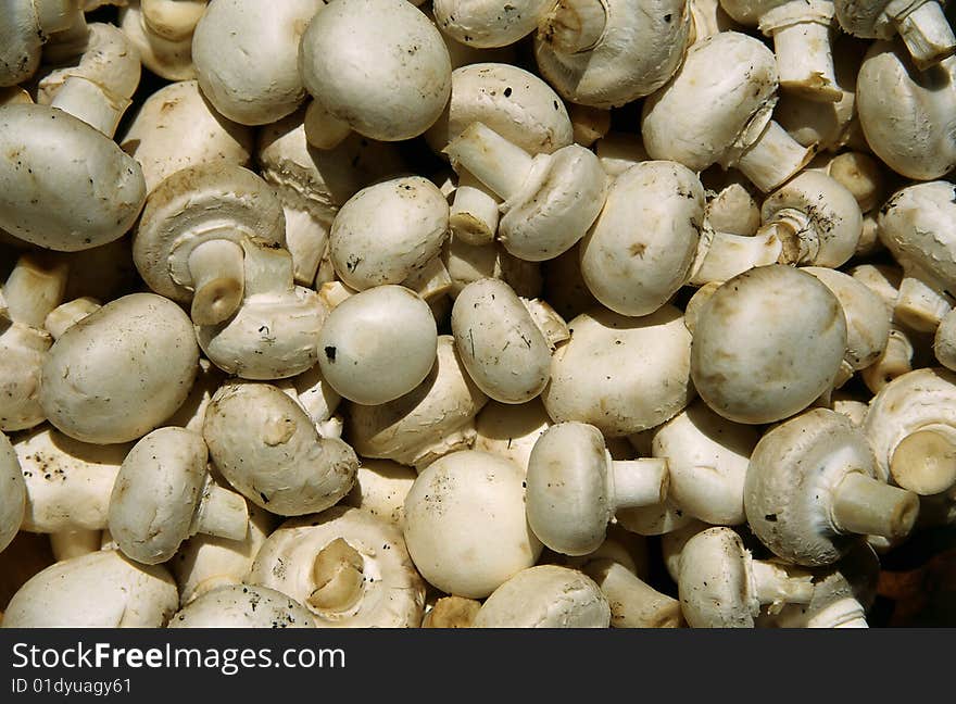 A bunch of white Mushroom. A bunch of white Mushroom