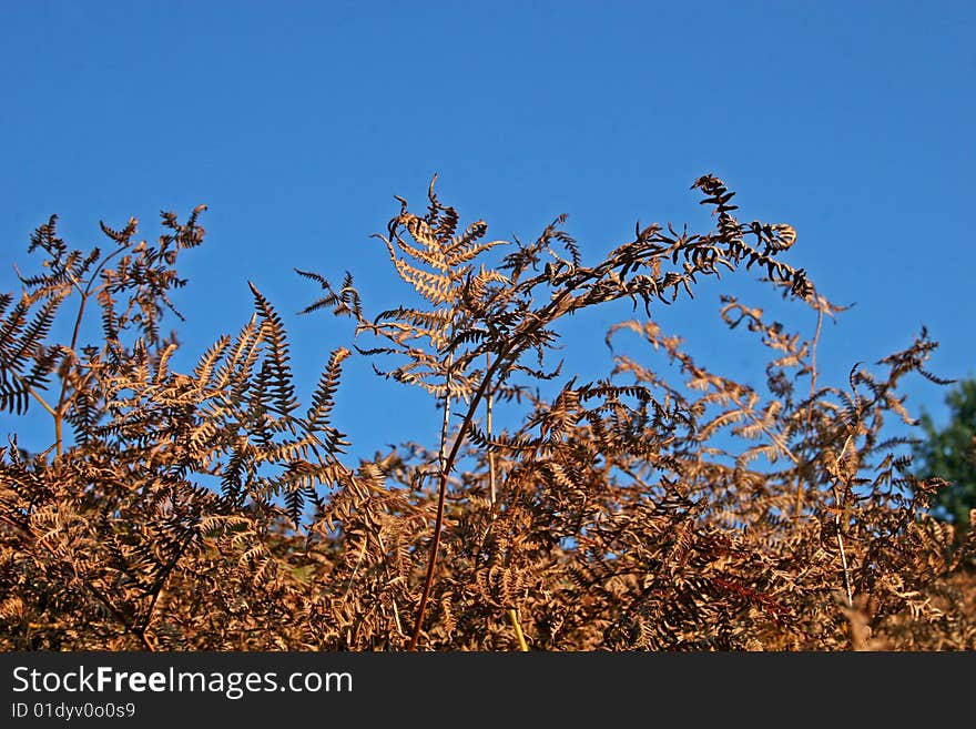 Bracken in winter