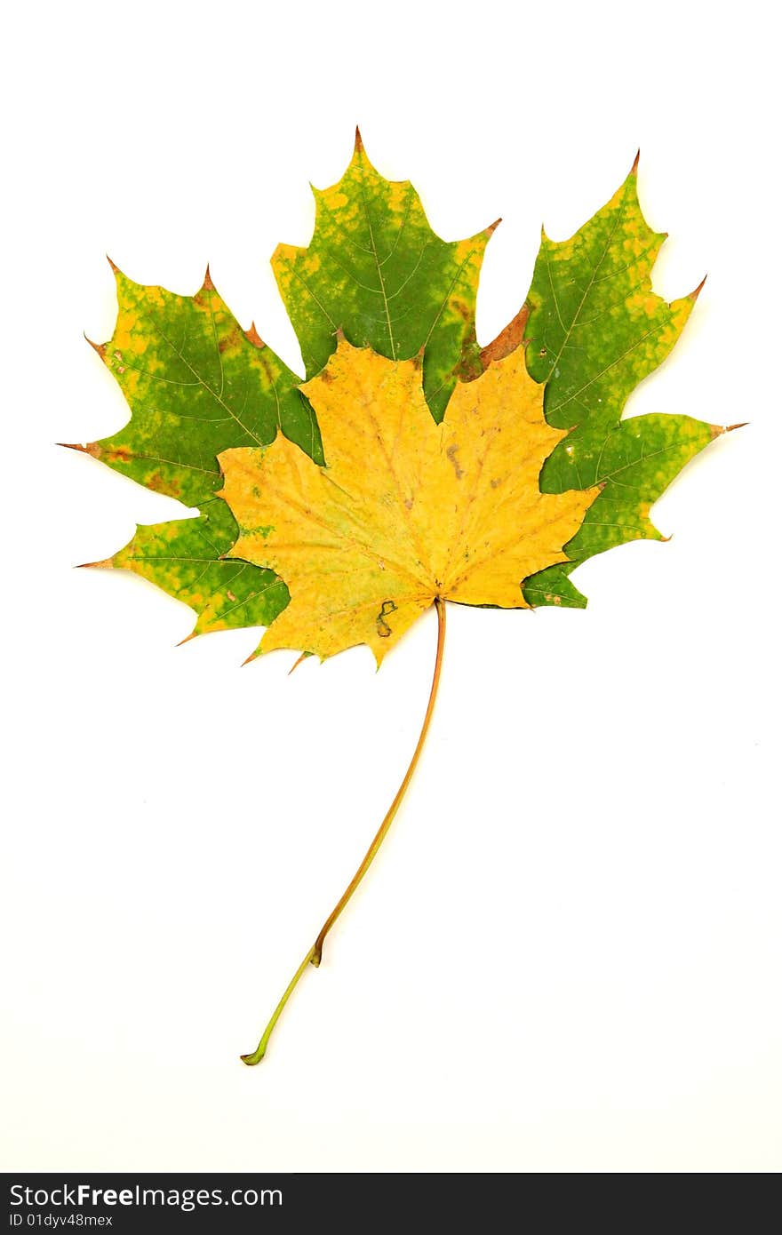 Couple of fallen leaves isolated on a white background. Couple of fallen leaves isolated on a white background