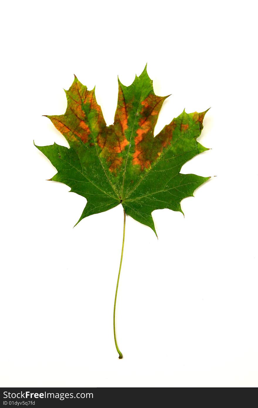 Single fallen leaf isolated on a white background. Single fallen leaf isolated on a white background