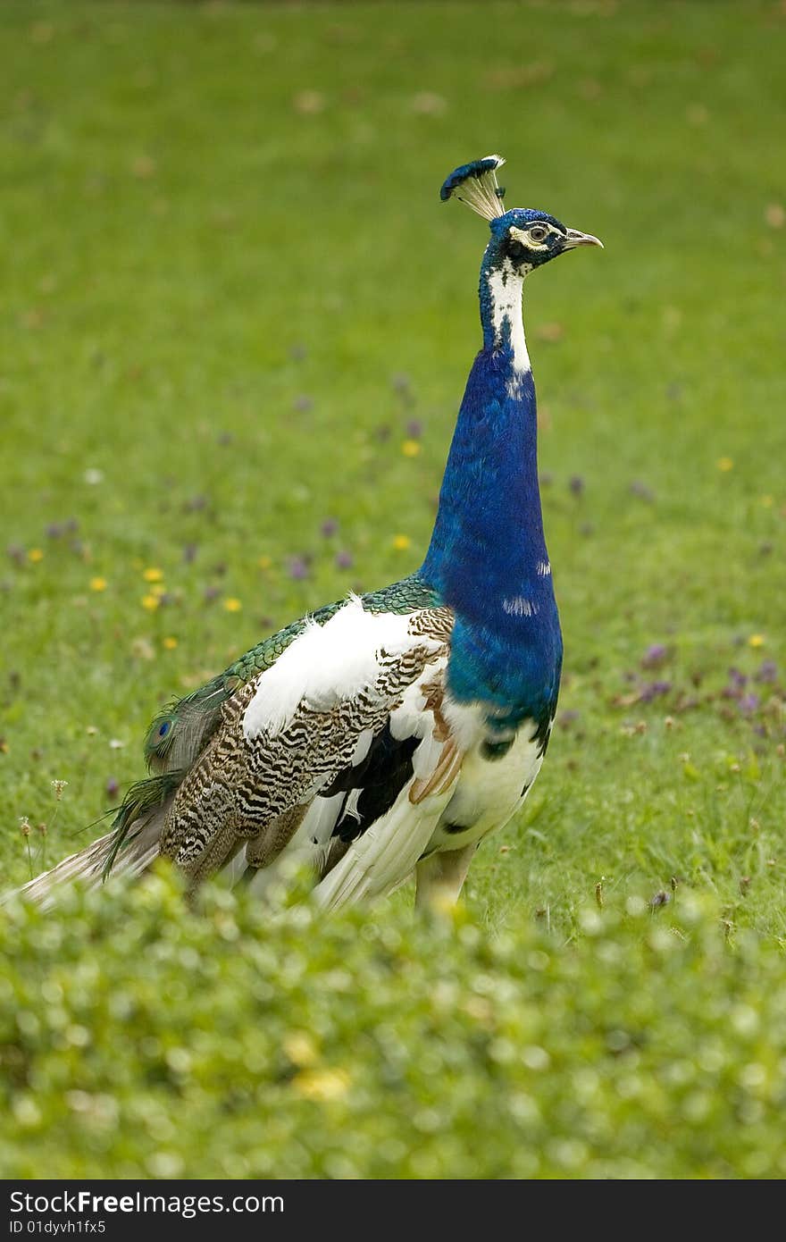 Peacock