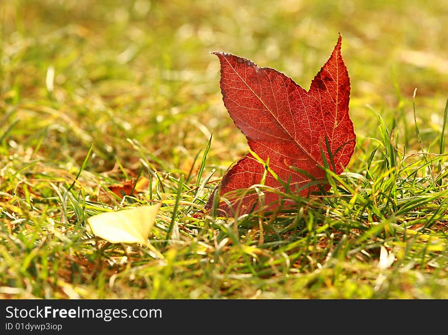 Deciduous,maple,leaf,plant,china. Deciduous,maple,leaf,plant,china