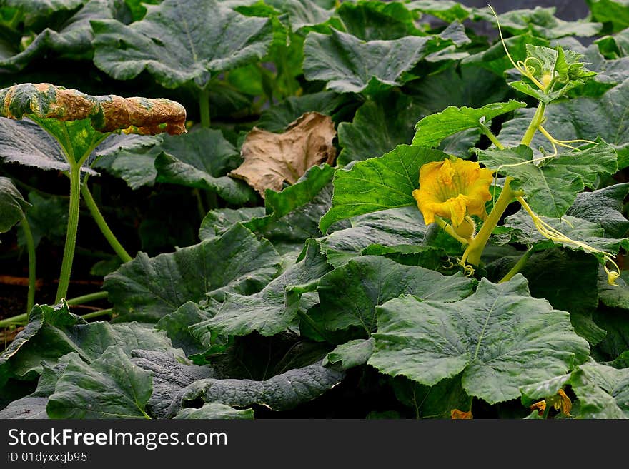 Pumpkin flower