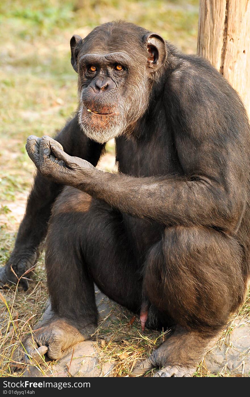 Black chimpanzee sitting all alone.