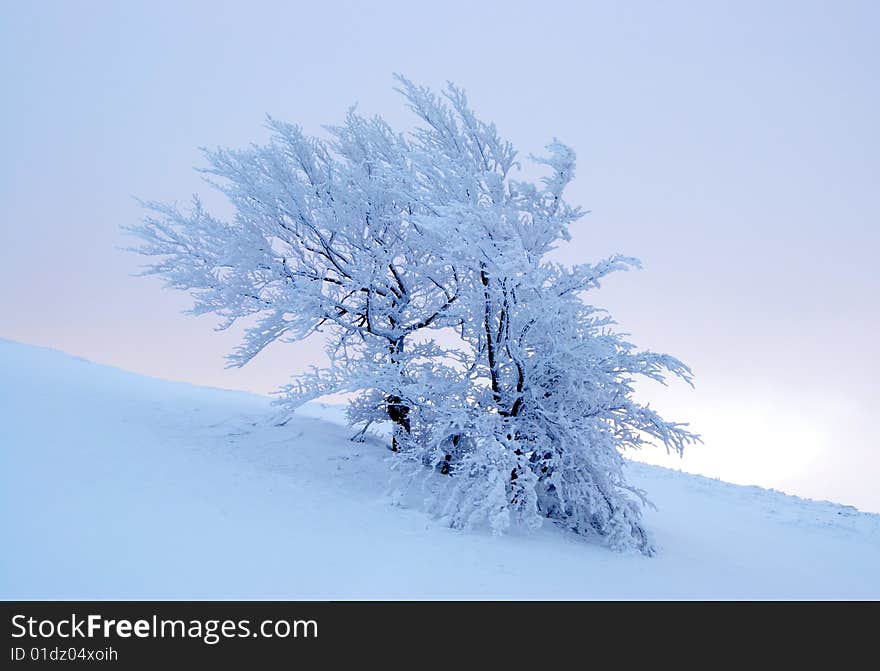 Winter tree on misty background