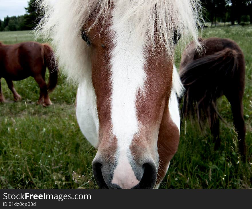 Close-up on a speckled horse muzzle with white mane. Close-up on a speckled horse muzzle with white mane