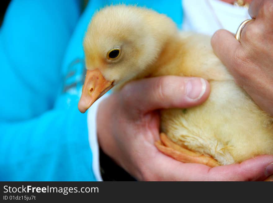 Yoiung bird in womans hand. Yoiung bird in womans hand