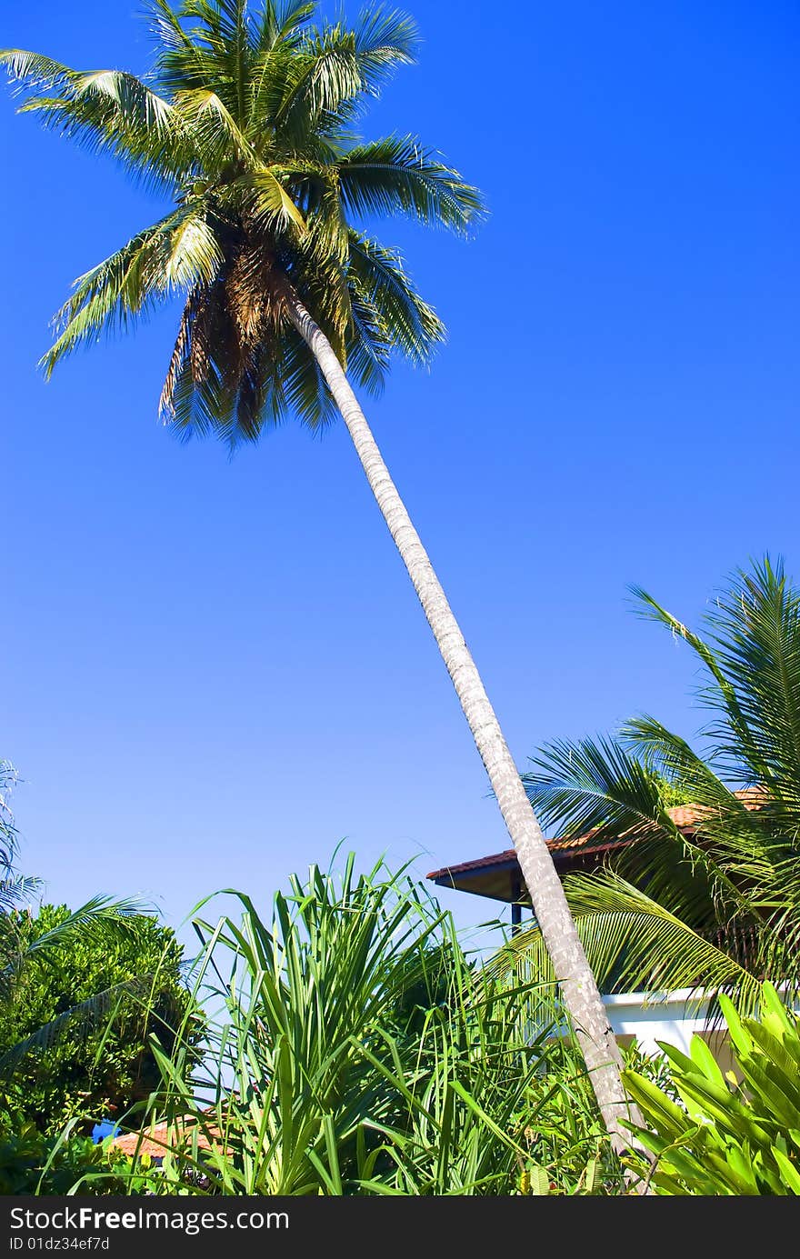 Coconut tree at tropical beach