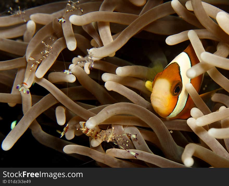 Clown anemonefish with anemone shrimp