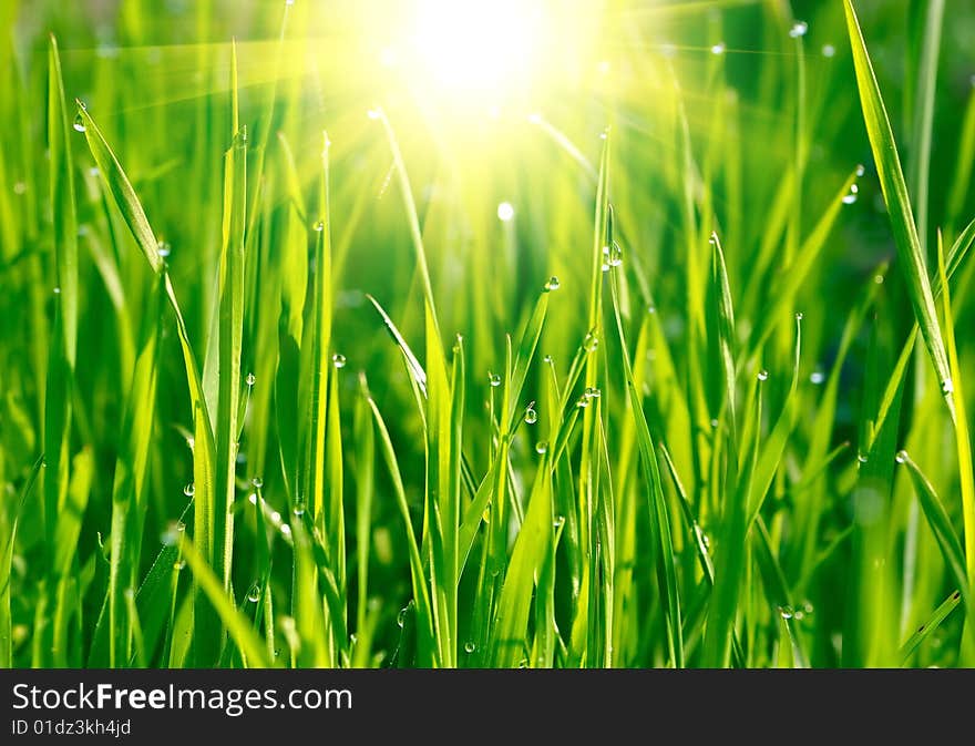 Green grass sunset