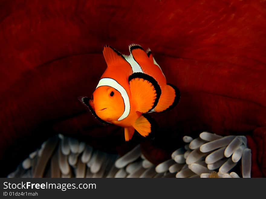 Clown anemonefish swimming in front of is anemone