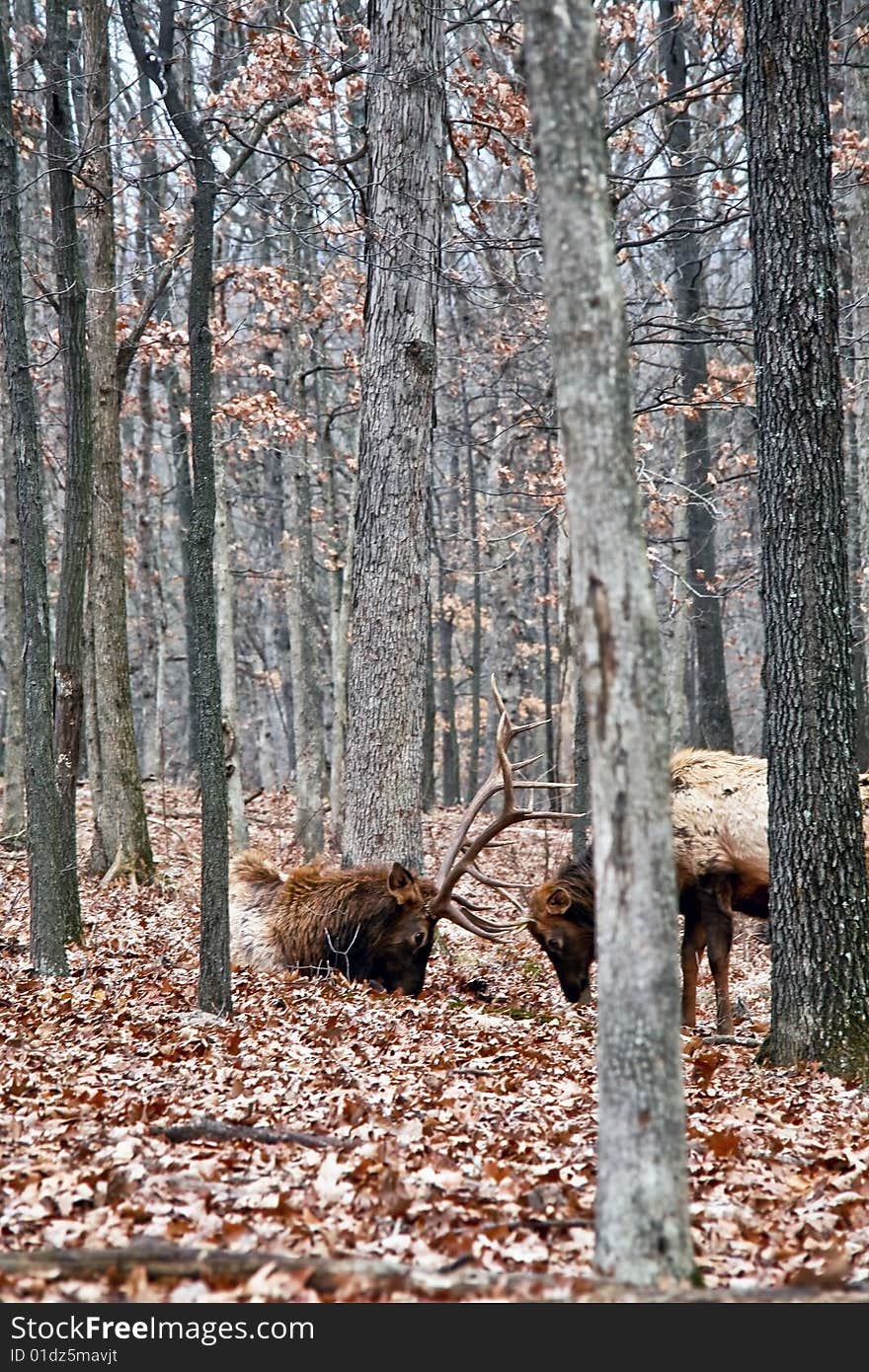 Elk fight